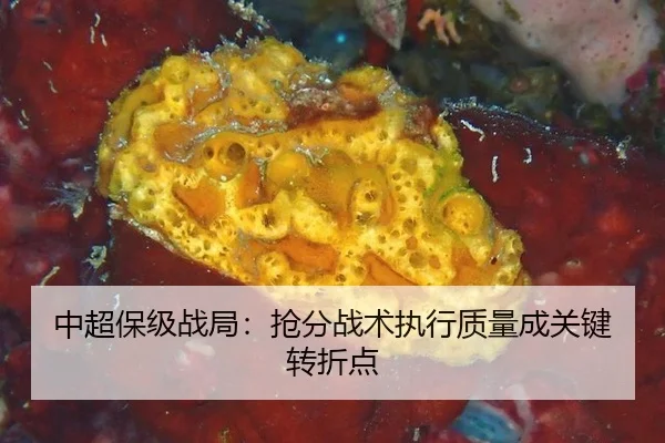 中超保级战局：抢分战术执行质量成关键转折点